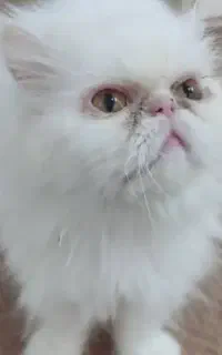 گربه سوپر فلت پرشین ماده