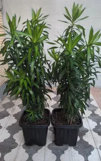 درختچه خاص و کلکسیونی پله موآ