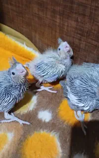 فروش جوجه عروس هلندی 20روزه