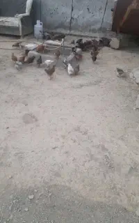 جوجه محلی
