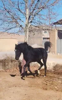 کره مادیان با این شماره تماس بگیرید