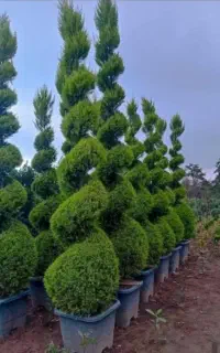 خدمات باغبانی تعویض خاک گلدون باغچه کاری گل کاری