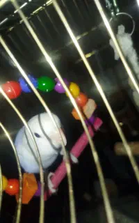 طوطی کوتوله