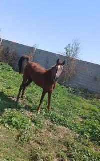 اسب مادیون مدارکدار