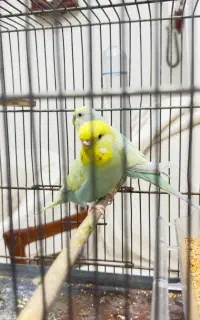 جفت مرغ عشق رینبو