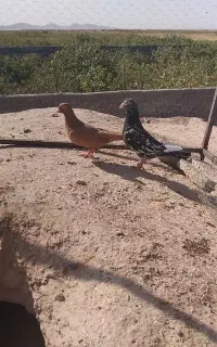 کفتر سار