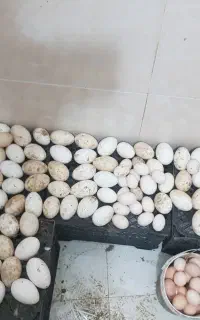 تخم بوقلمون