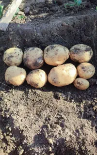 سیب زمینی درجه یک