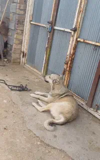 فروش سگ سراب