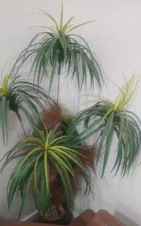 گل برا فروش