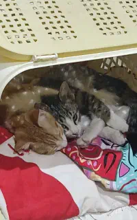 گربه ی مادر به همراه دوتا بچه ش واگذار میشه