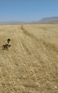 کاه دیم