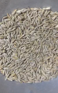 جو محلی مناسب برای کشت