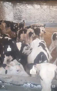فروش ۳۳عدد گوساله نر هلشتاین پرواری ۷ ماهه