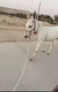 الاغ گله ای