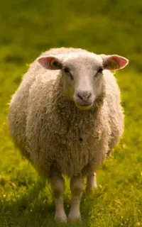 گوسفند پیدا شده
