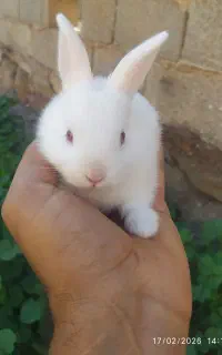 خرگوش کوچولو