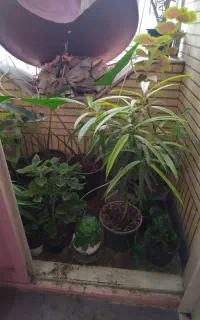 گل وگیاه طبیعی