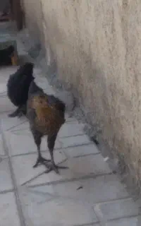 جوجه ی محلی اصل