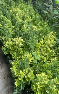 فروش نهال شمشاد طلایی