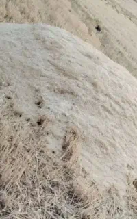 کاه گندم وجودیم