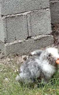 خرگوش خانگی بی آزار فوری فروشی