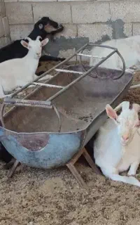 بز سانن