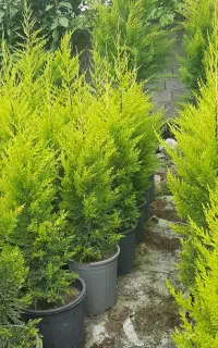 فروش لاوسون سطل ۱۲