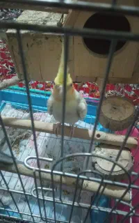 عروس هلندی