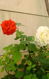 نهال گل رز‌هلندی یک رنگ وهفت رنگ یاس پسته صنوبرکود