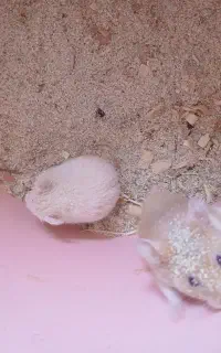 همستر