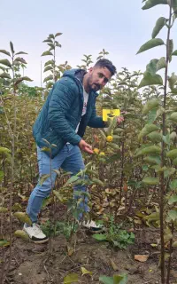 نهالستان فرازنهال/نهال میوه ۲ تا ۵ ساله/گردو صنوبر