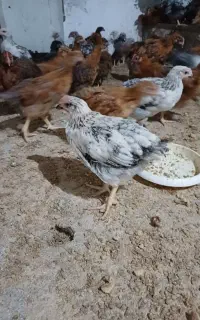 خوشکل دوماه و سه ماه و دون ترکیبی