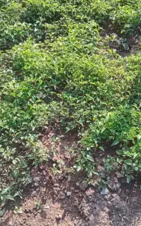 شتله تماته کوردی