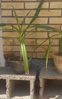 گلدان برگ موزی