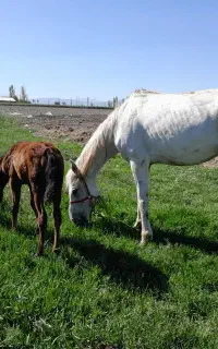 مادیون به همراه کره ماده
