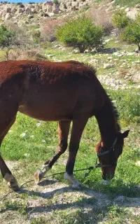 کره اسب مادیان فروشی.