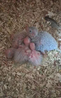 جوجه گرینچیک تراکوییس یلوساید