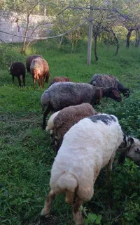 فروش تعدادی گوسفندمادروبره ونر تخمی افشار