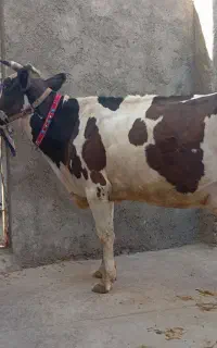 گاو هلشتاین اصیل نژادشیری