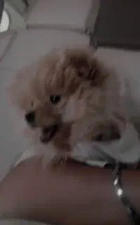 توله پامر خرسی ۴ ماهه