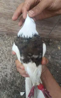 یک عدد طوقی شکلاتی نر