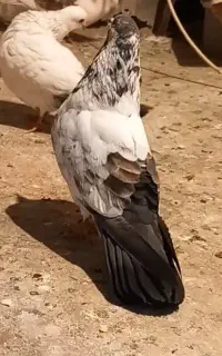 کفتر