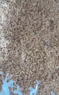 فروش گندم دیم