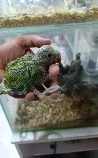 شاه طوطی