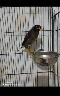 گمشده مرغ مینا