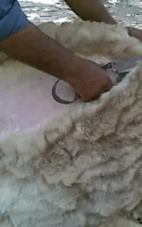 فروش پشم گوسفند