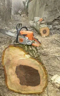 قطـع و برش درخت و حرس درخت با اره بنزینی با بالابر