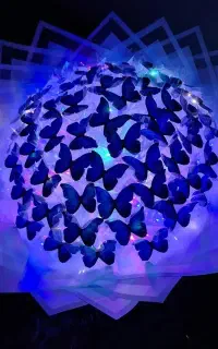 بوکت پروانه