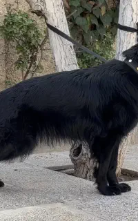 سگ ژرمن شپرد بلک شولاین ماده 210